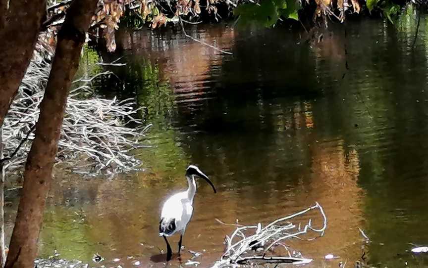 Neil McDougall Park, Como, WA