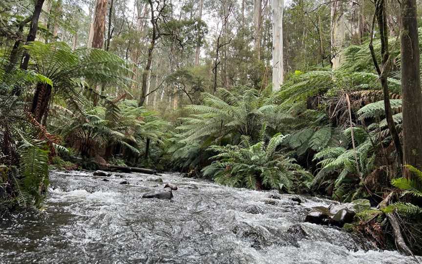 Cement Creek Redwood Forest, East Warburton, VIC