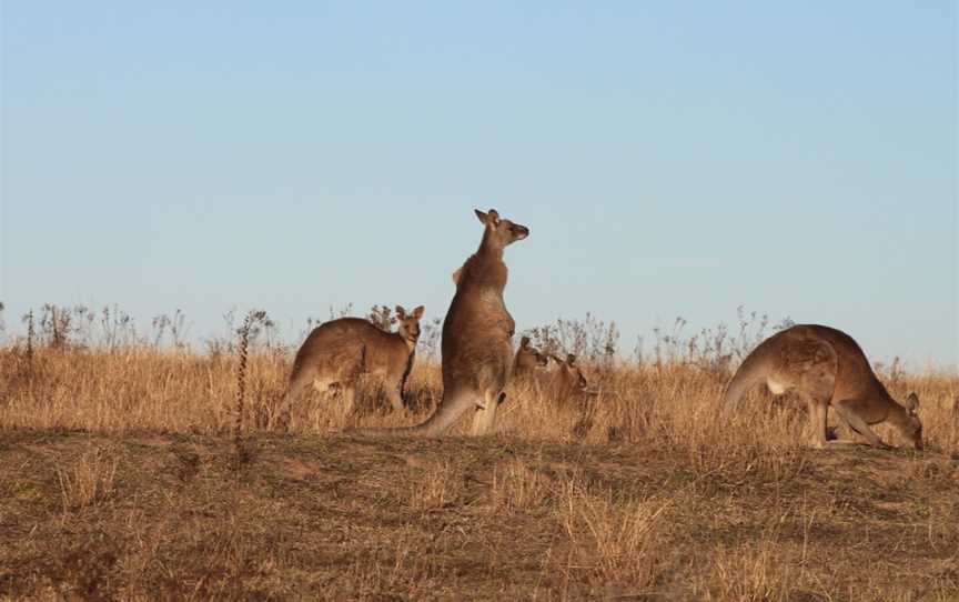 Boundary Road Reserve, Bathurst, NSW