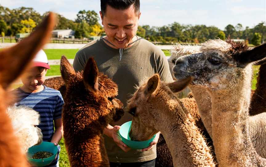 Iris Lodge Alpacas, Attractions in Jilliby