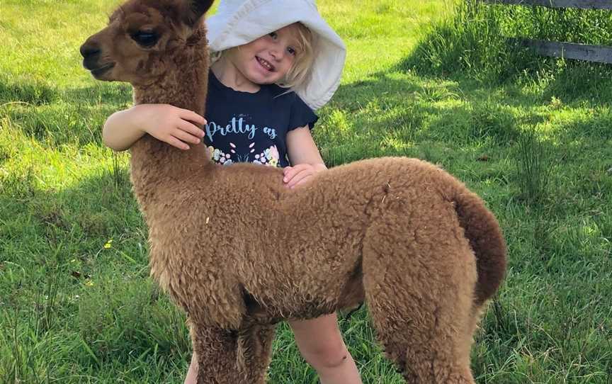 Iris Lodge Alpacas, Attractions in Jilliby