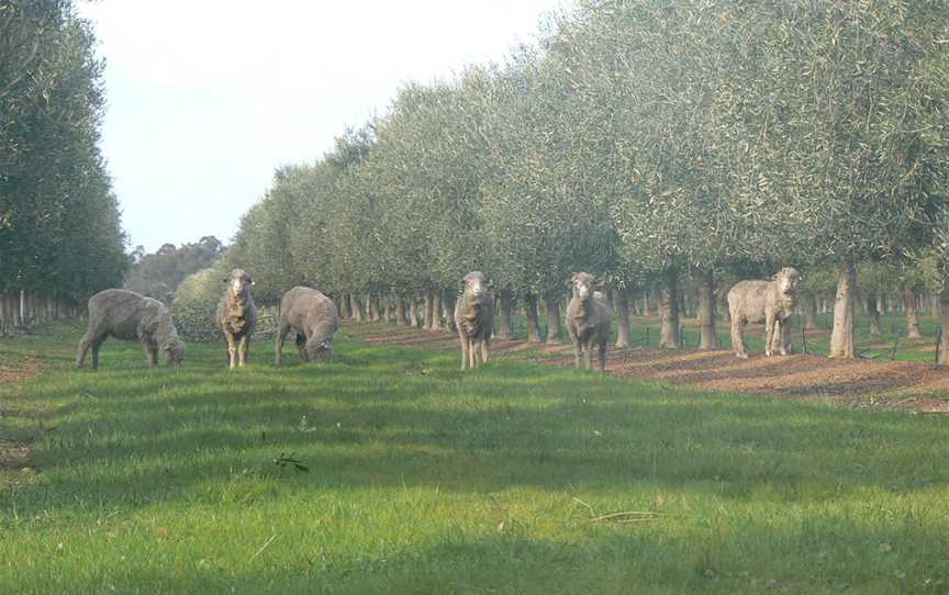 Great Southern Groves - Frankland 'Cooladerra Farm' Grove