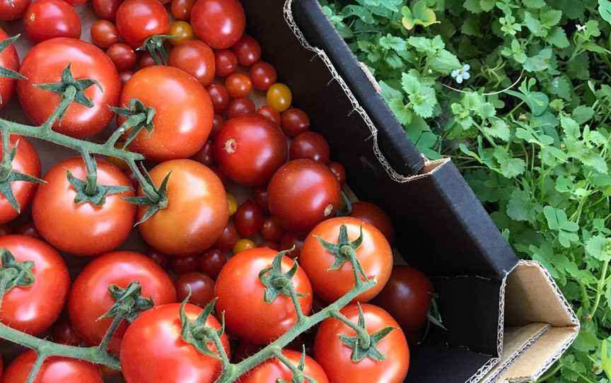 The best tomatoes in Perth, straight from Wanneroo to the farmers market