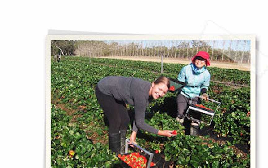 Amuri Creek Fruit, Food & Drink in Mount Barker