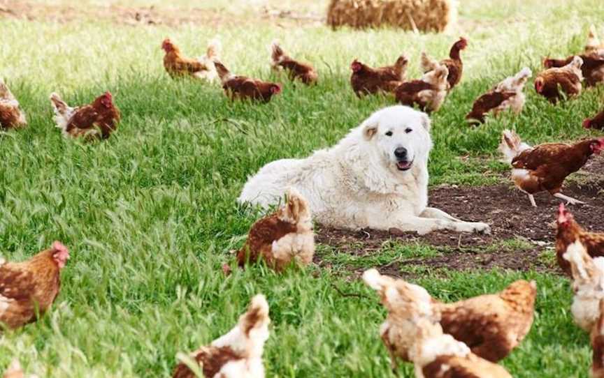 Katie Joy's Free Range Eggs, Food & Drink in Kojonup