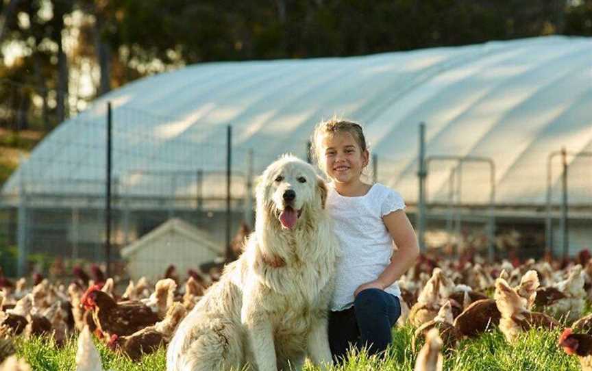 Katie Joy's Free Range Eggs, Food & Drink in Kojonup