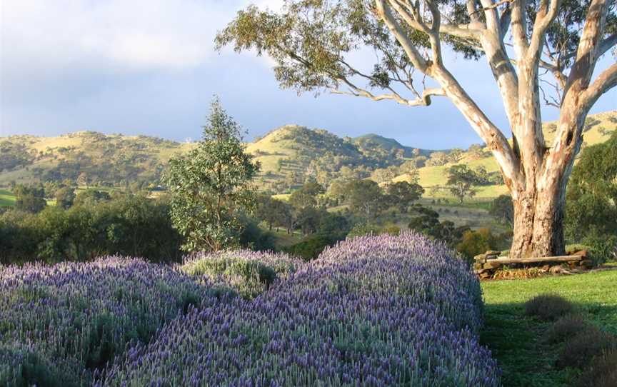 Lyndoch Lavender Farm & Cafe, Lyndoch, SA