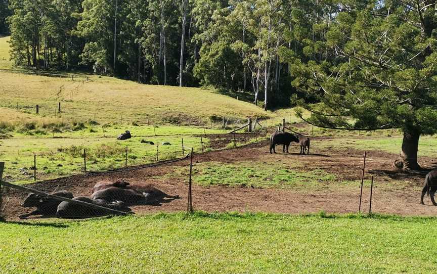 Eungai Creek Buffalo, Tamban, NSW