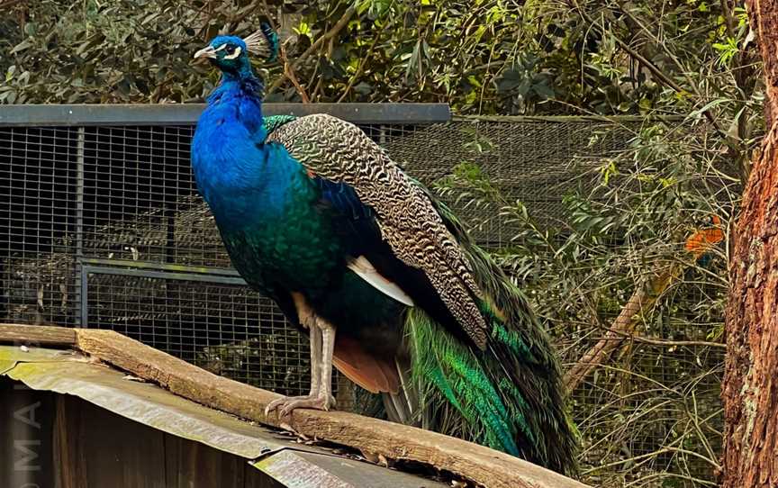 Shoalhaven Zoo And Adventure World, North Nowra, NSW