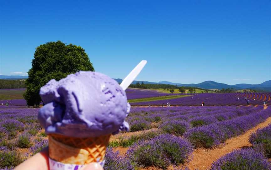 Bridestowe Lavender Estate, Nabowla, TAS