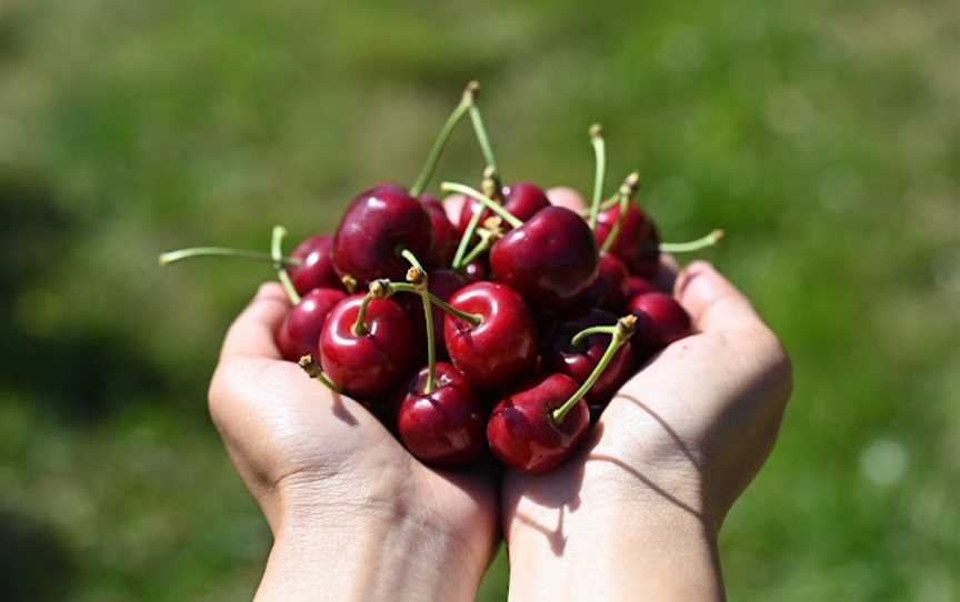 CherryHill Orchards - Wandin East, Wandin East, VIC