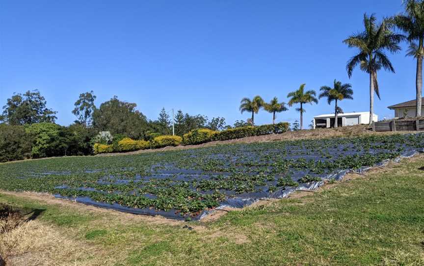 McMartins Farm, Bli Bli, QLD