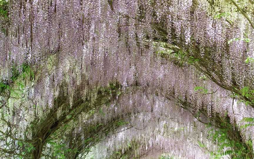 Alowyn Gardens, Yarra Glen, VIC