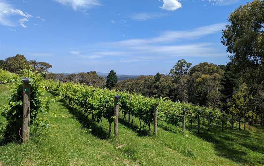 Mount Towrong Vineyard, Mount Macedon, VIC