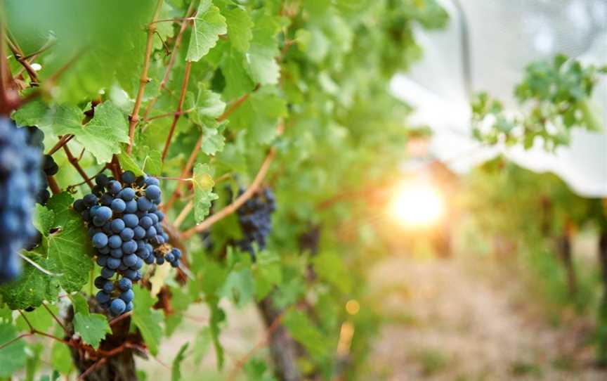 Clairault Streicker Vineyard Kitchen, Wilyabrup, WA