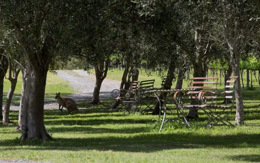 Sarabah Estate Vineyard, Sarabah, QLD