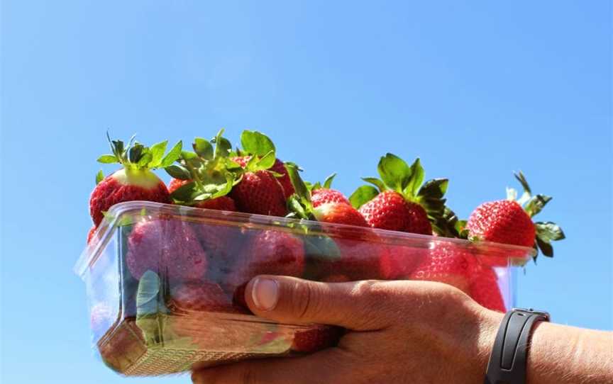 Julians Berry Farm and Café, Coastlands, New Zealand