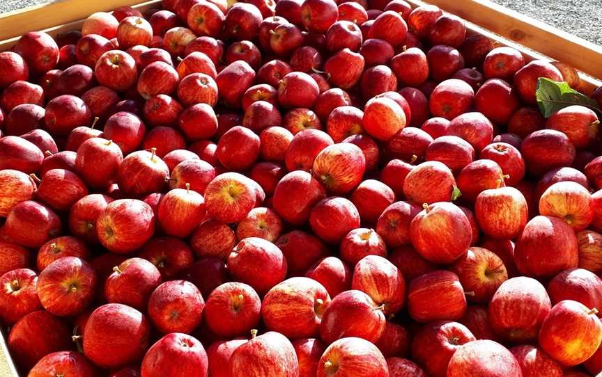 Lowes Orchard, Brightwater, New Zealand