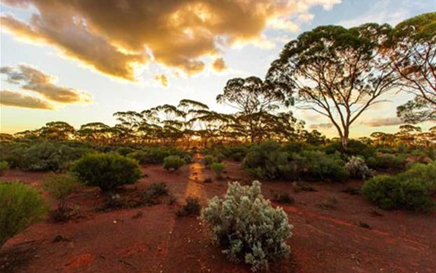 Karlkurla Bushland Park, Attractions in Kalgoorlie