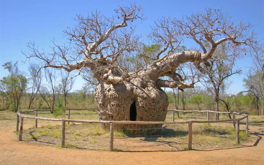 Prison Boab Tree, Attractions in Derby