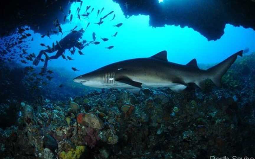 Diving at Porpoise Bay Caves, Attractions in Rottnest Island