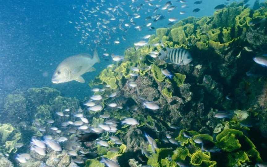 Diving at Turtle Bay, Attractions in Shark Bay