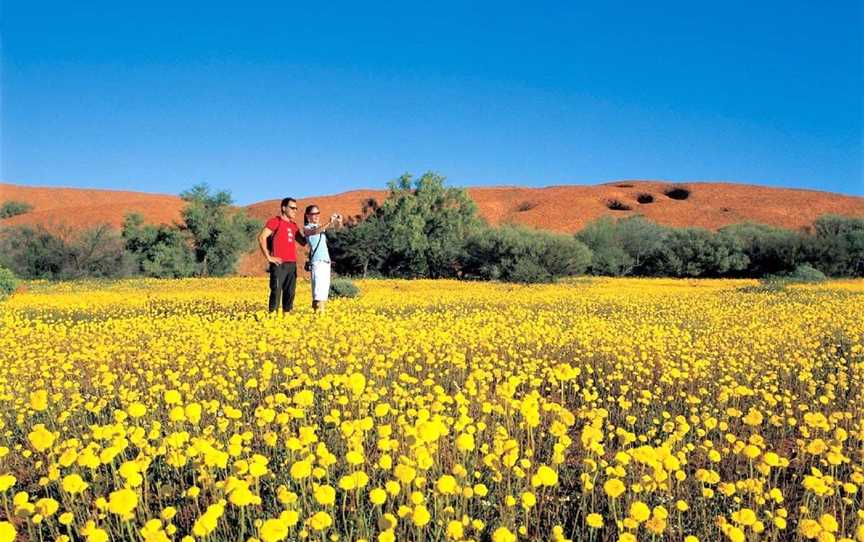 Coorow Farm Wildflowers, Attractions in Coorow