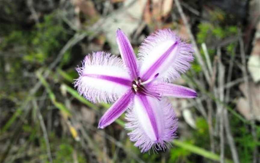 Wildflower Wander In Kondil Park, Attractions in Nannup