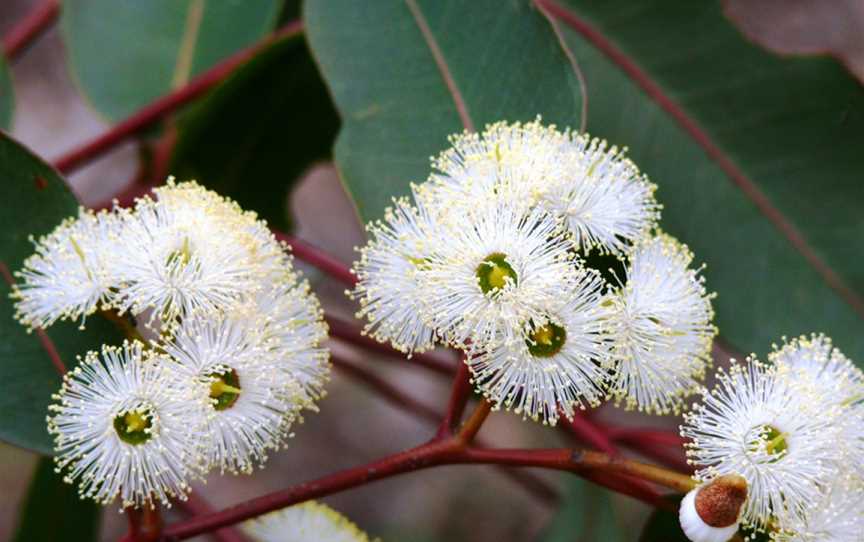 Mount Roe National Park