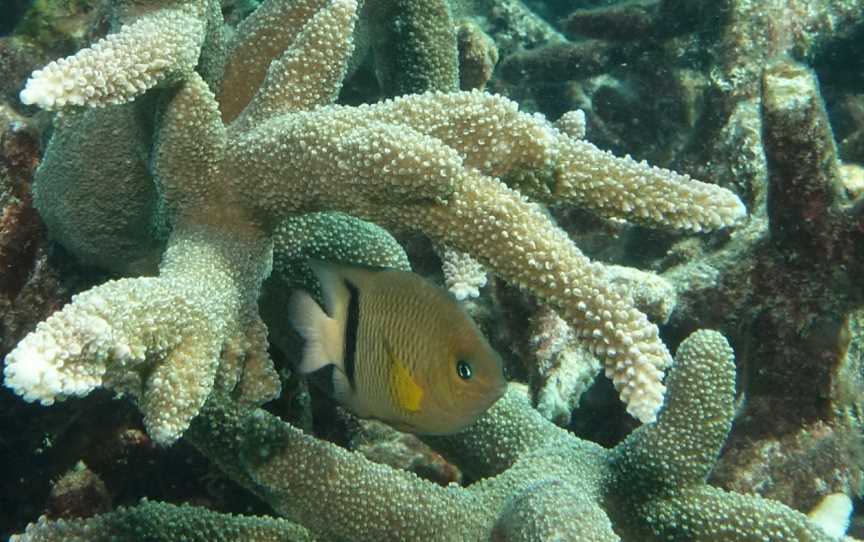 Ningaloo Marine Park