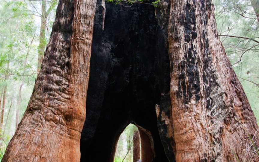 Giant Tingle Tree