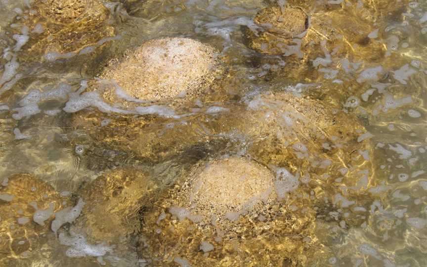 Lake Clifton Thrombolites