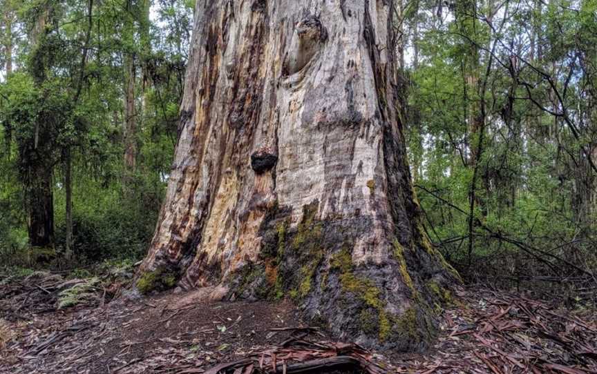 Big Karri, Attractions in Channybearup