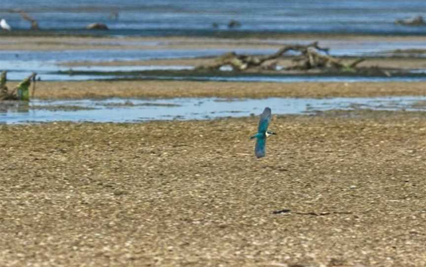 Adelaide International Bird Sanctuary National Park - Winaityinaityi Pangkara, Dublin, SA