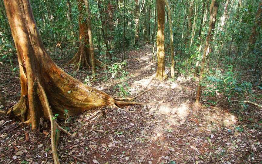 Amamoor State Forest, Amamoor Creek, QLD