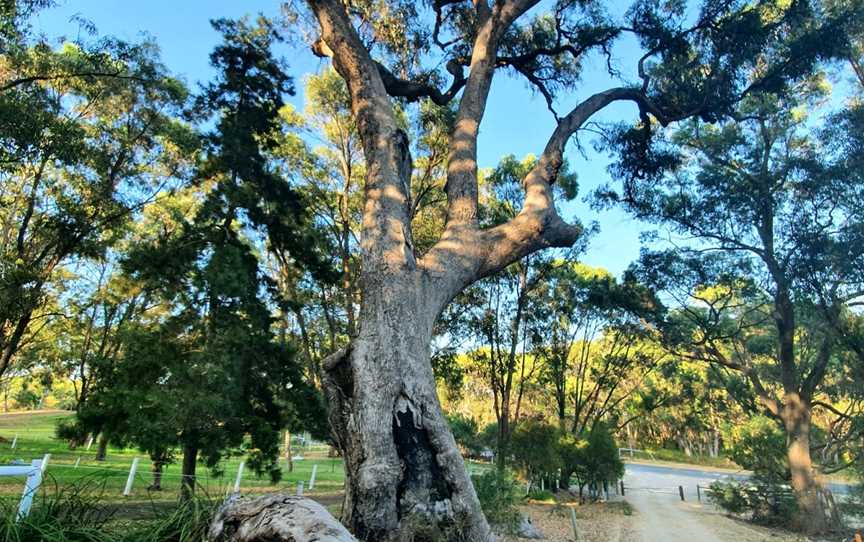 Baldivis Children's Forest, Baldivis, WA