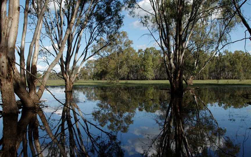 Barmah National Park, Barmah, VIC