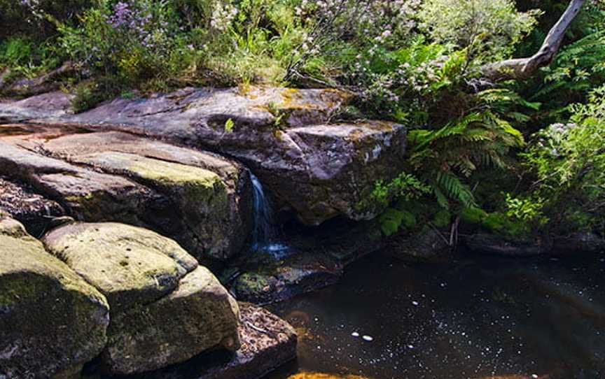 Barren Grounds Nature Reserve, Barren Grounds, NSW