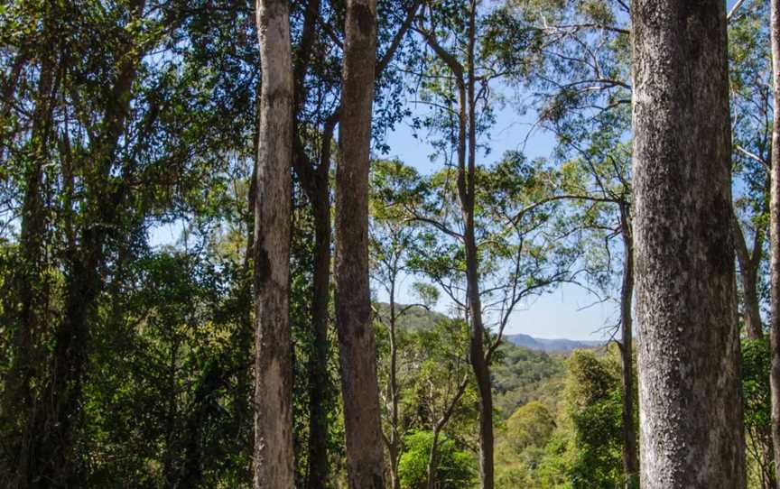 Basin Loop Track, Copeland, NSW