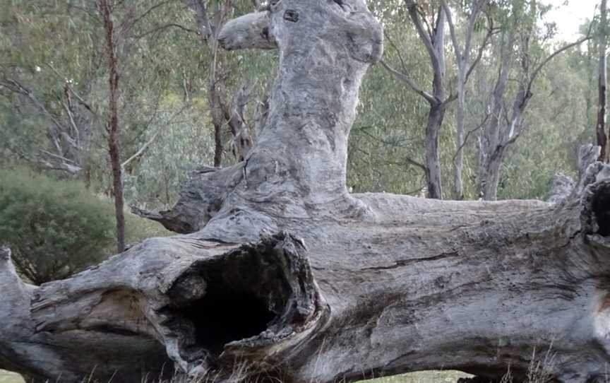 Birdwatching in Narrandera, Narrandera, NSW