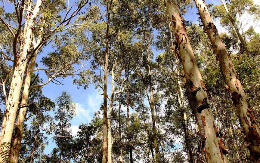 Blue Gum Hills Regional Park, Minmi, NSW