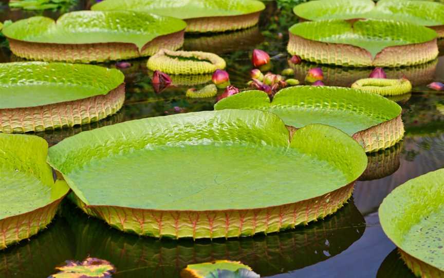 Blue Lotus Water Garden, Yarra Junction, VIC