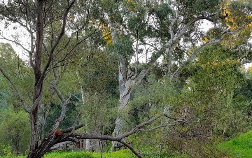 Bowman Park, Crystal Brook, QLD