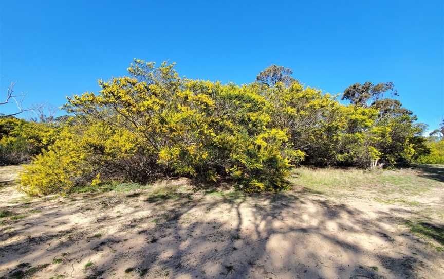 Bullock Hill Conservation Park, Ashbourne, SA