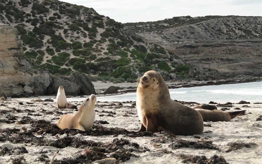 Cape Gantheaume Conservation Park and Wilderness Protection Area, Seal Bay, SA