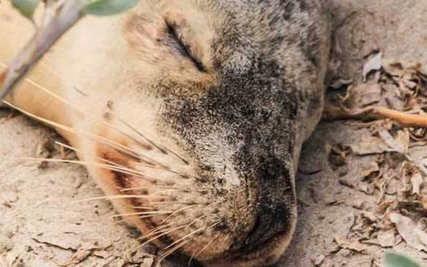 Cape Gantheaume Conservation Park and Wilderness Protection Area, Seal Bay, SA