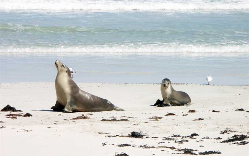 Cape Gantheaume Conservation Park and Wilderness Protection Area, Seal Bay, SA