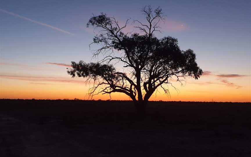 Chowilla Game Reserve And Regional Reserve, Chowilla, SA