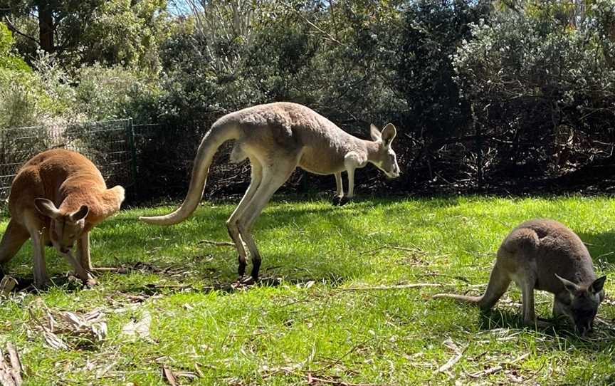 Cleland Wildlife Park, Crafers, SA