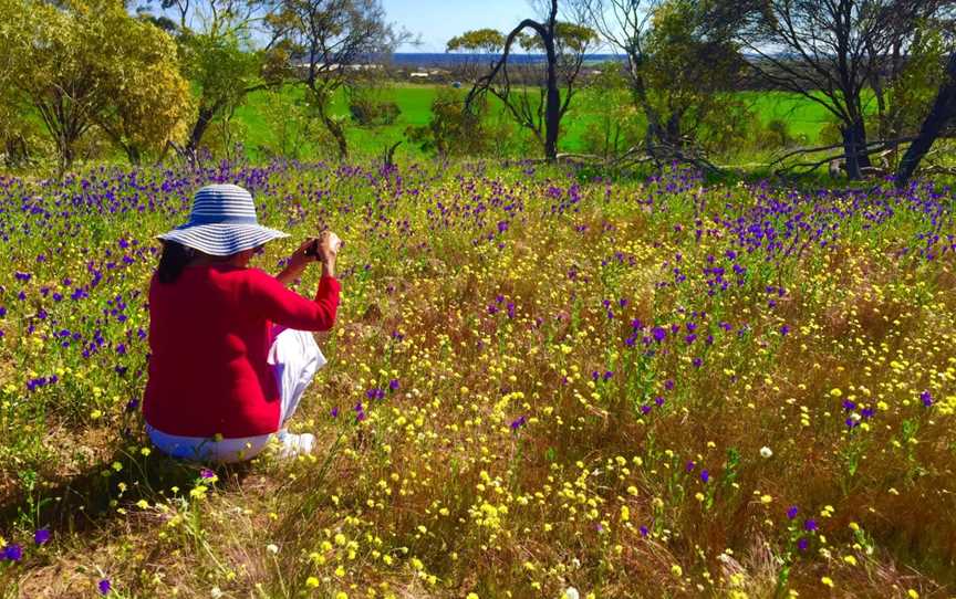 Coorow Farm Wildflower Trail, Coorow, WA